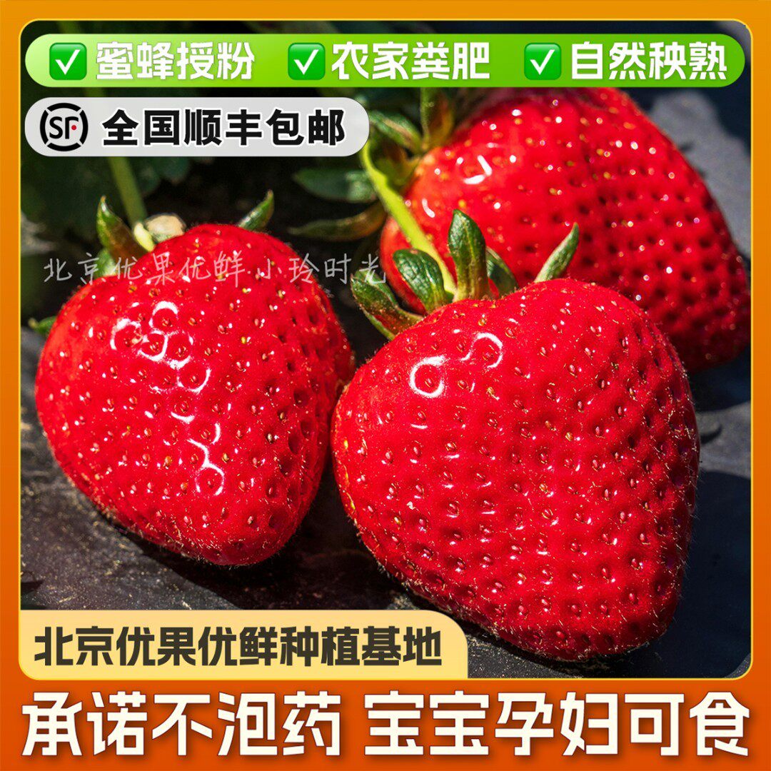 红颜99牛奶草莓北京草莓不泡药自然熟每天现摘宝宝孕妇放心吃