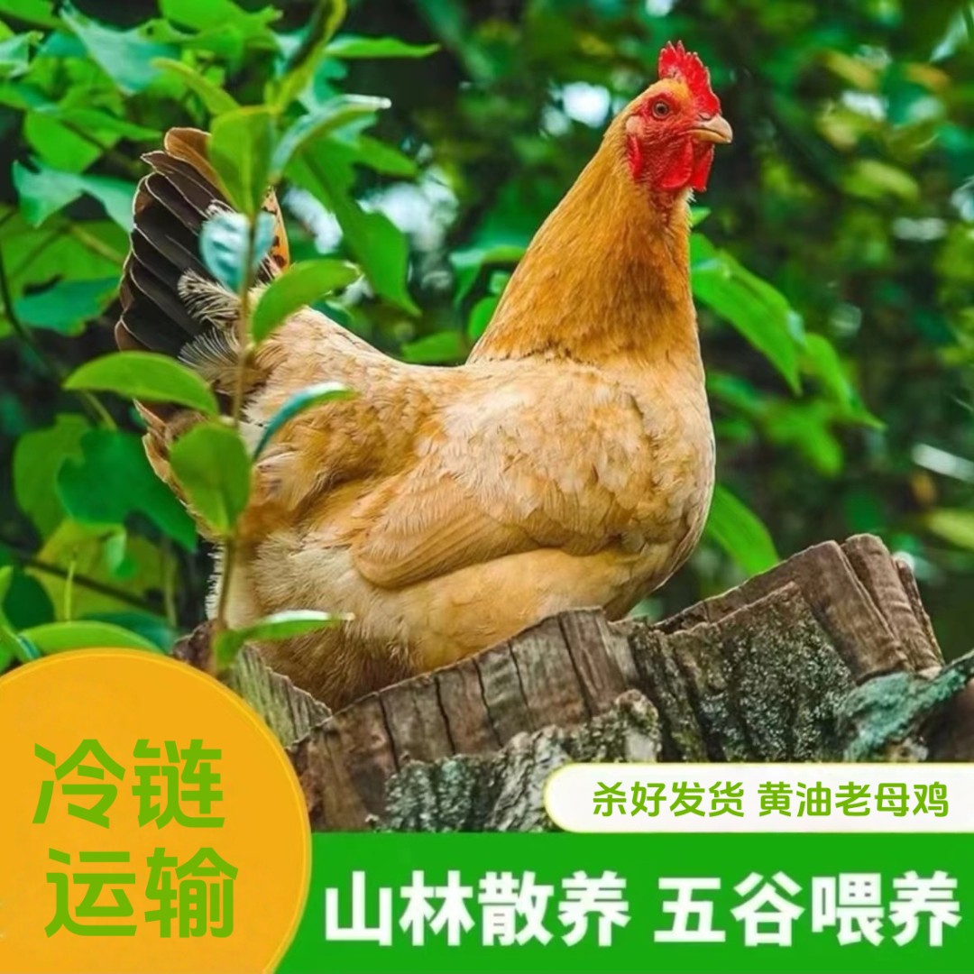 小邢1买三送一 到手四只黄油老母鸡 净重10-11斤 带内脏试吃1只