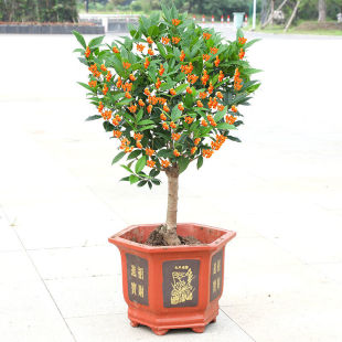 桂花苗流苏嫁接地栽桂花树苗盆栽金桂丹桂沉香桂日香桂四季桂开花