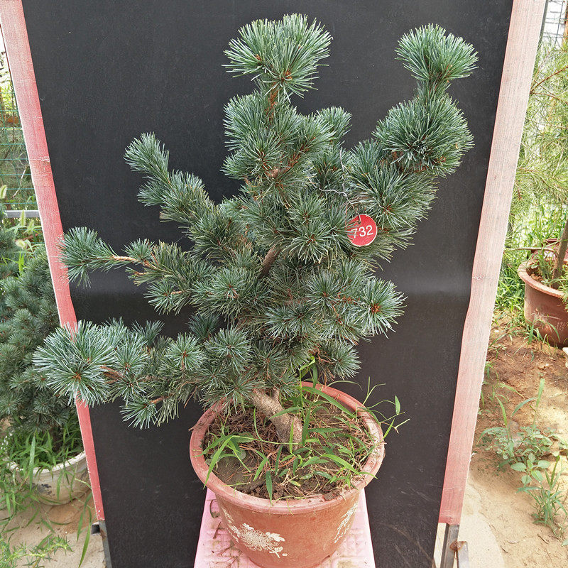 日本五针松大阪松千寿丸五针松树桩黑松苗罗汉松雪松树苗造型盆景