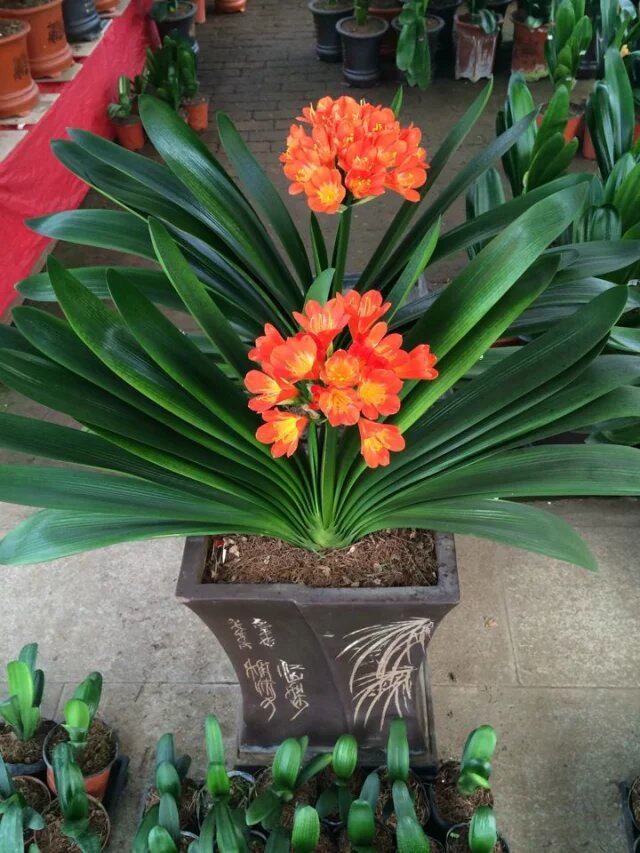 精品君子兰盆栽花卉观花植物室内花卉好养的花绿植花卉当年开花哦
