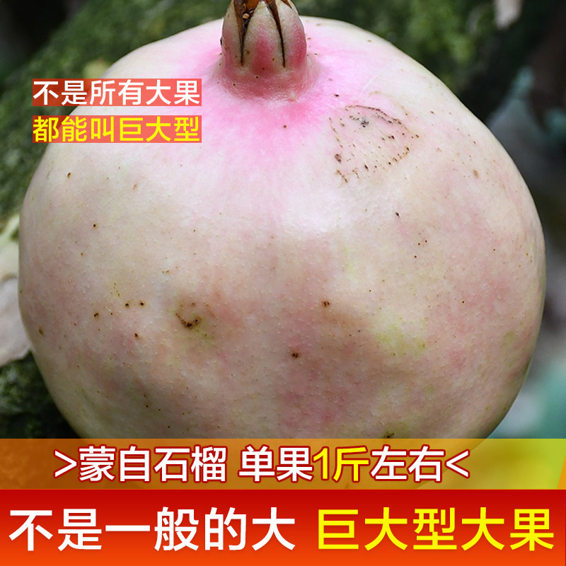 蒙自石榴巨大型大果不是一般大