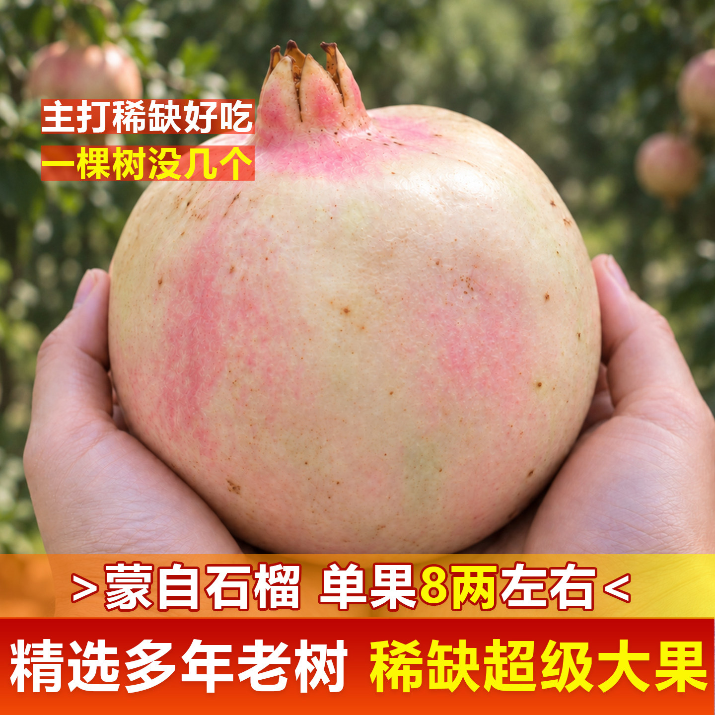 云南蒙自石榴稀缺超级大果9斤