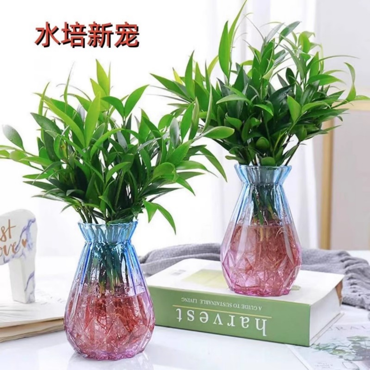 驱蚊竹柏水培植物盆栽花卉室内