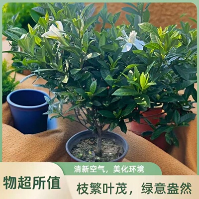 独杆小叶栀子花盆栽大颗好养植物