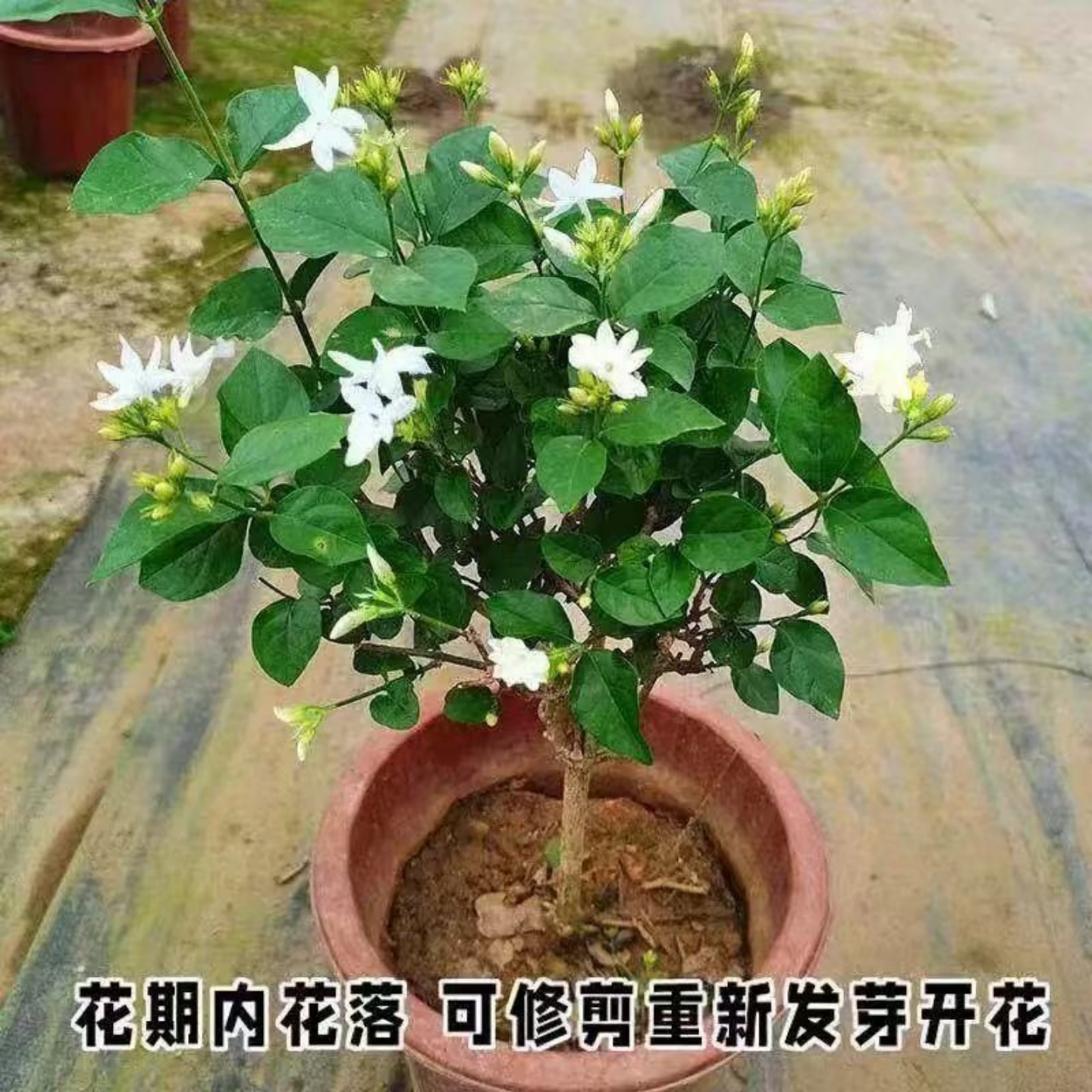 笔尖茉莉单瓣茉莉花盆栽白茉莉