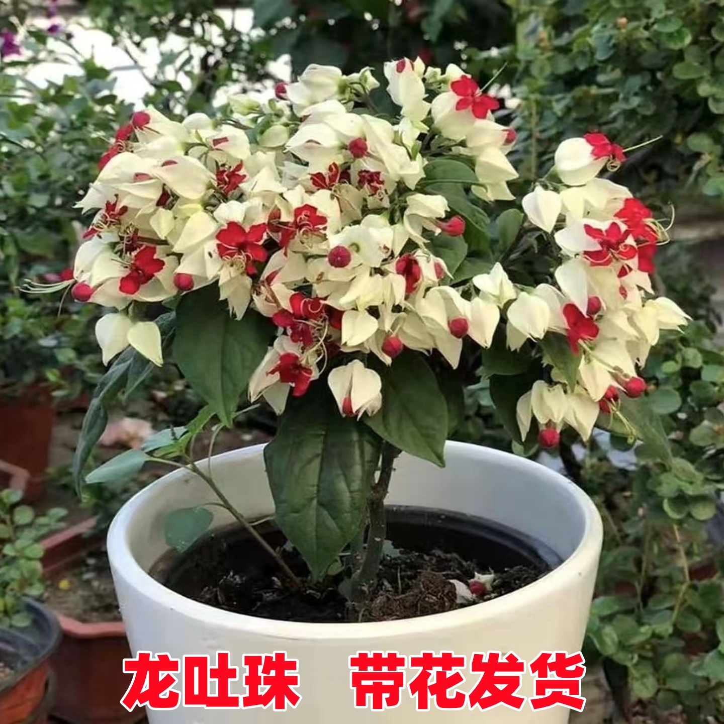 龙吐珠花盆栽带花苗老桩鲜花植物