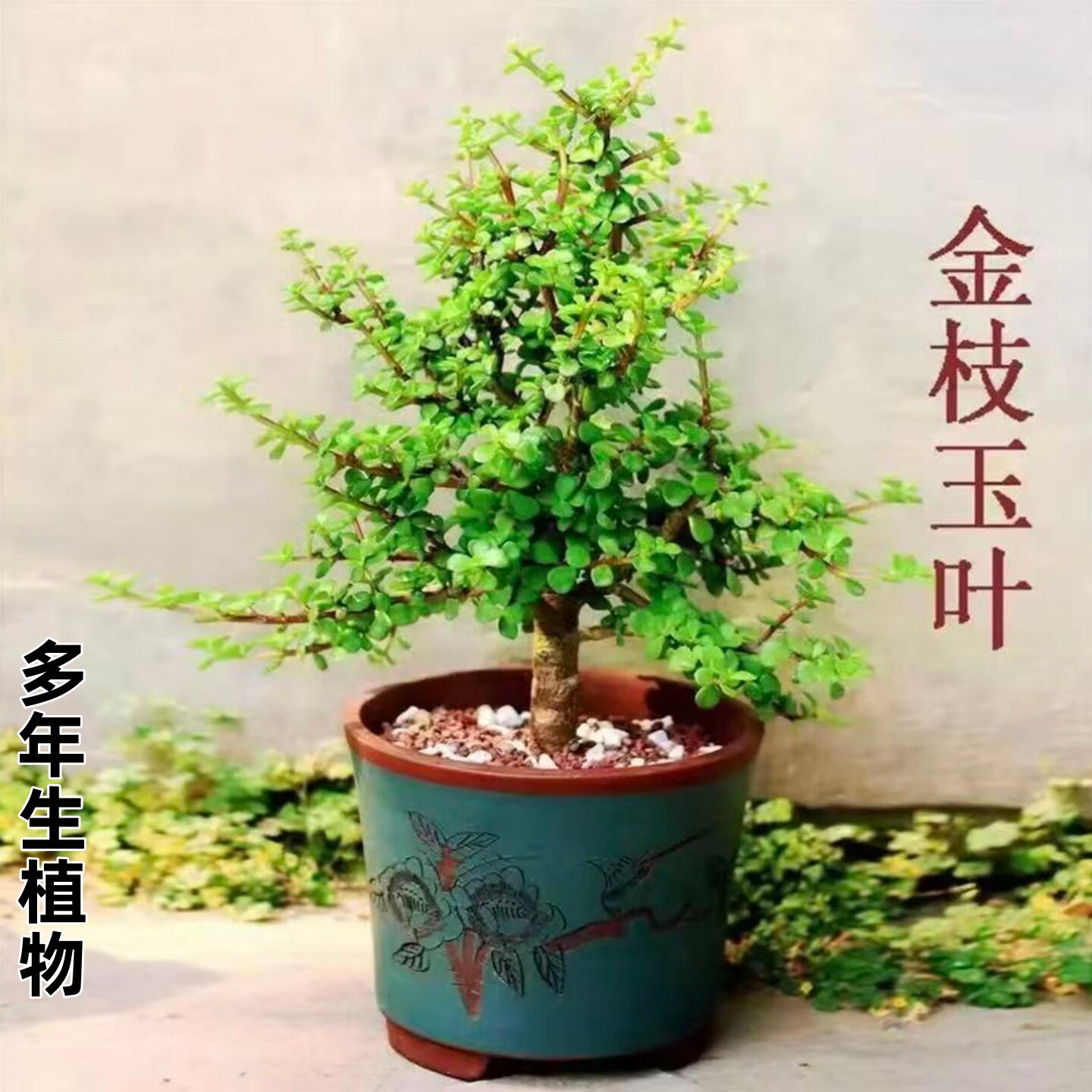 盆栽植物办公桌雅乐之舞书房 金枝玉叶多肉室内绿色花卉绿植 阳台