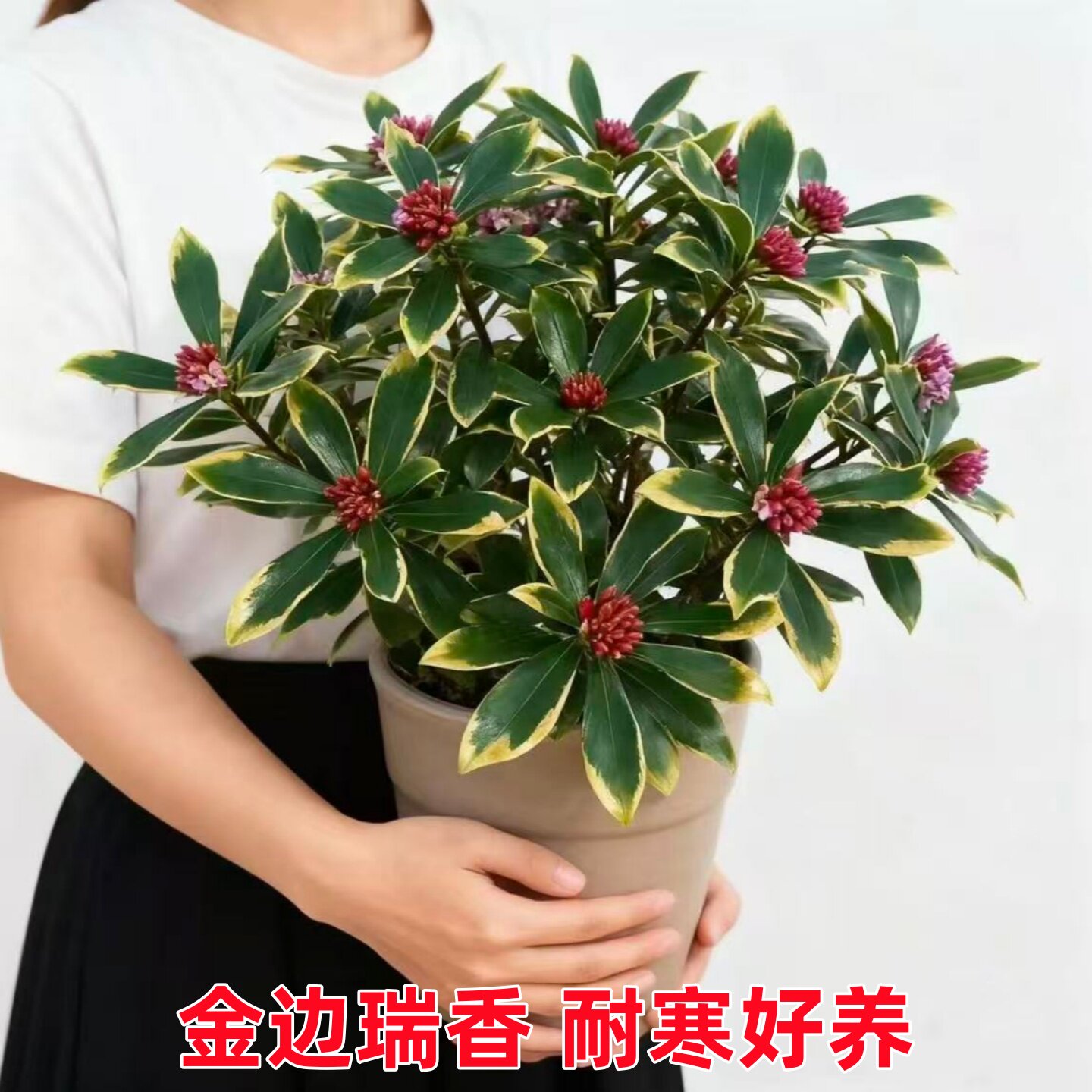 金边瑞香盆栽观花植物室内阳台冬季开花耐寒浓香型花卉盆景包邮