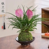 铁兰花盆栽带花招财手紫色空气凤梨桌面花卉绿植室内客厅当年开花