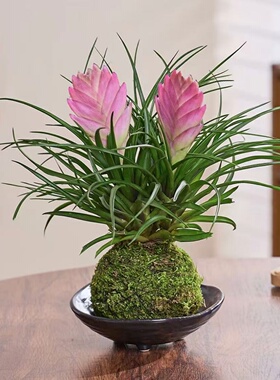 铁兰花盆栽带花招财手紫色空气凤梨桌面花卉绿植室内客厅当年开花