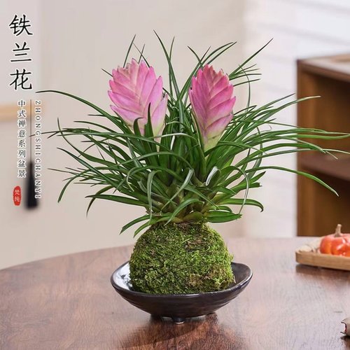 铁兰花盆栽带花招财手空气凤梨