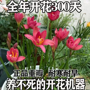 清香型四季 开花重瓣风雨兰种球庭院阳台盆栽花卉植物好养易活韭兰