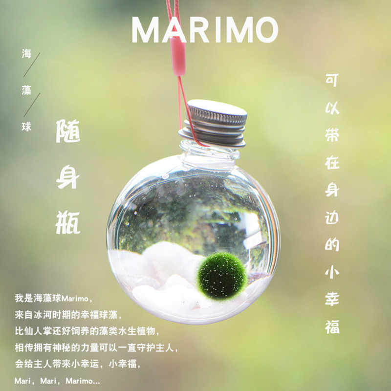 包邮幸福海藻球marimo球藻DIY水培微景观生态瓶创意桌面迷你植物-封面