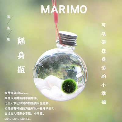 幸福海藻球marimo微景观生态瓶