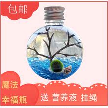 包邮幸福海藻球marimo球藻DIY水培微景观生态瓶创意桌面迷你植物