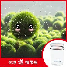9.9包邮幸福海藻球marimo生态瓶水培植物微景观玻璃瓶鱼缸球水草