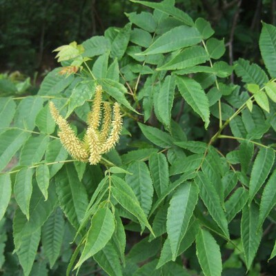 化香树化香苗多年生焦糖味芳香庭院树进口可盆栽苗雨后清