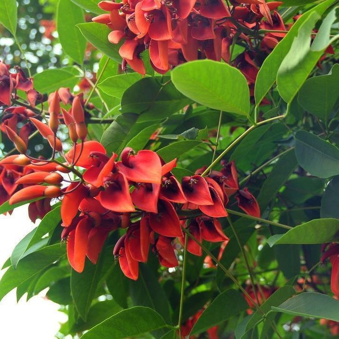 珍稀名贵街道花木耐寒四季树苗