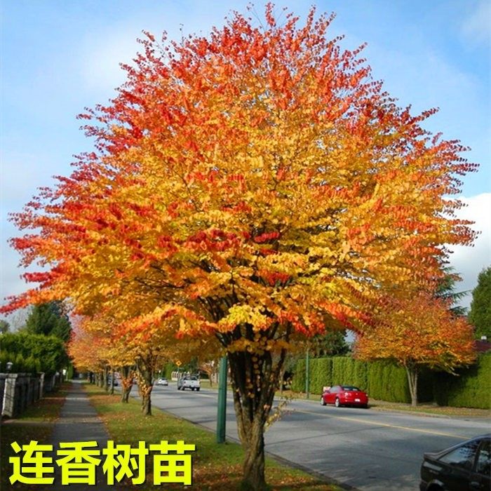 连香树连香苗katsura多年生焦糖味芳香庭院树进口可盆栽苗雨后清