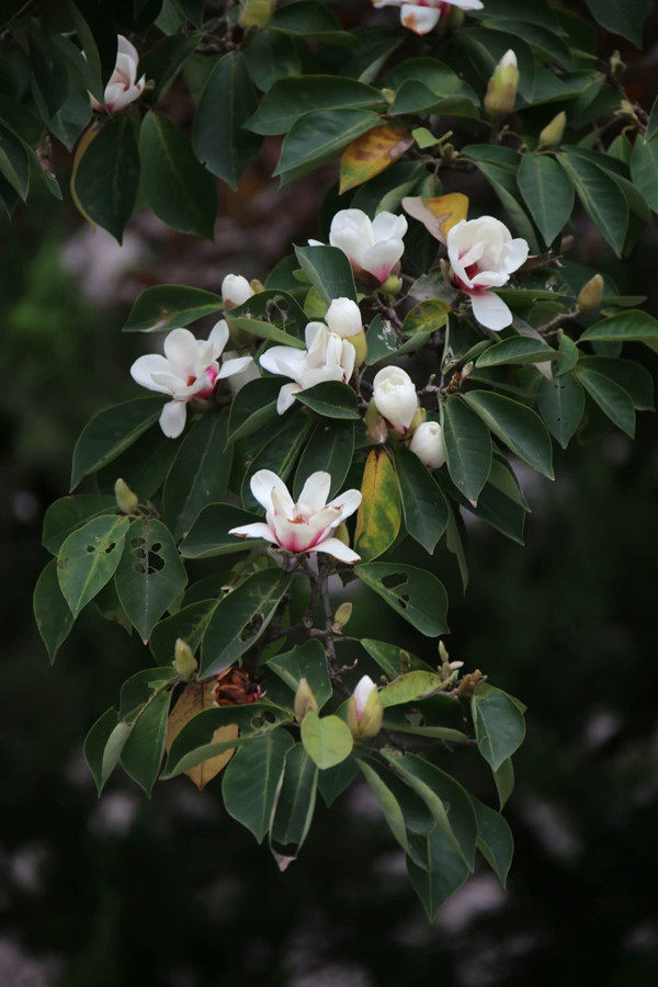 黄山木兰花树苗珍稀名贵树苗南北方种植庭院别墅树苗耐寒树苗