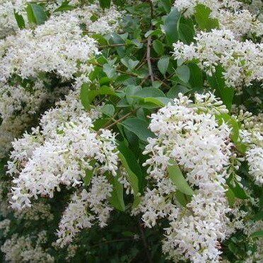 山指甲树苗珍稀名贵树苗南北方种植耐寒树苗庭院别墅种植花卉盆栽