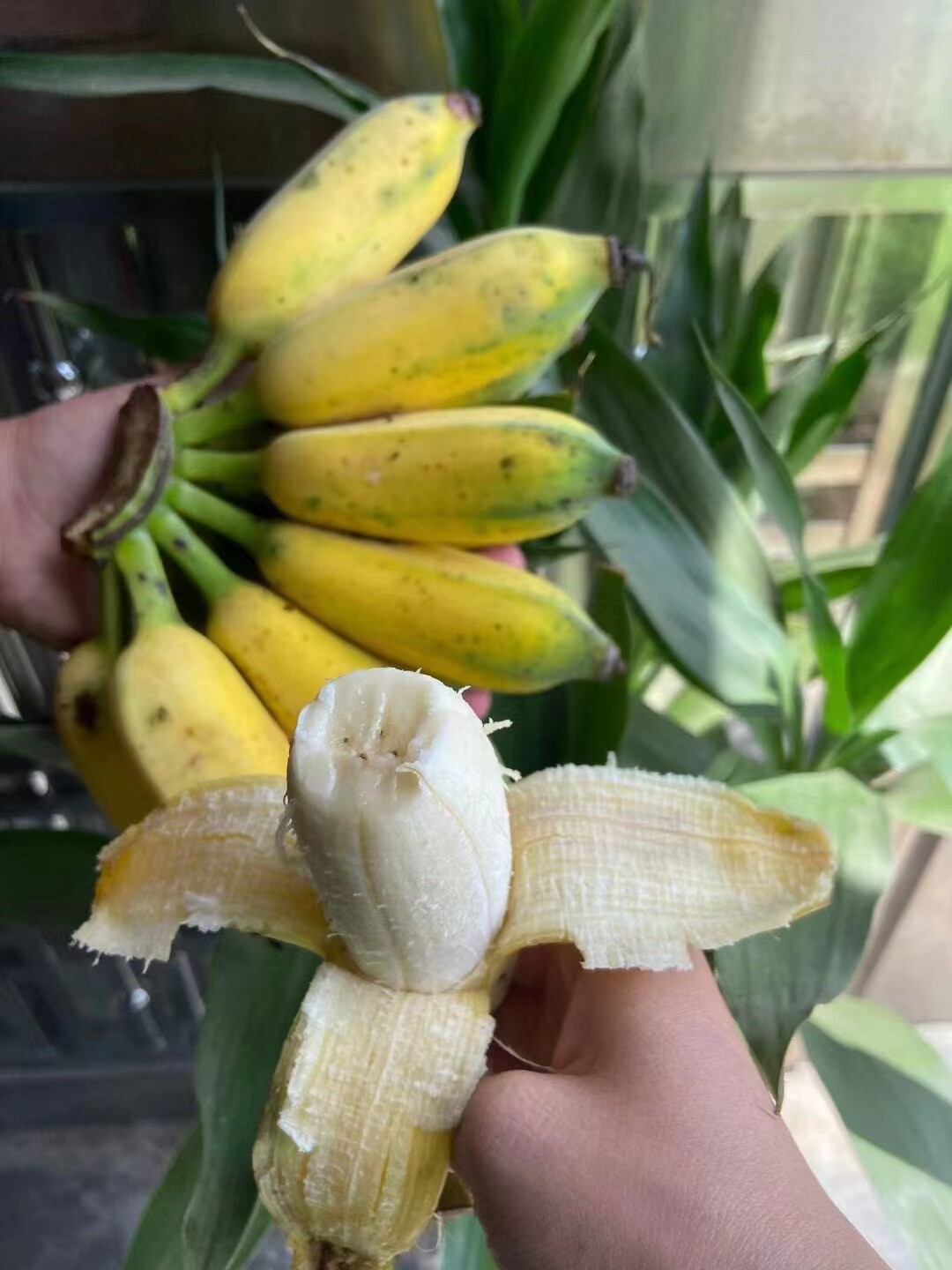 顺丰 海南芭蕉小米蕉香蕉粉蕉新鲜水果5斤装