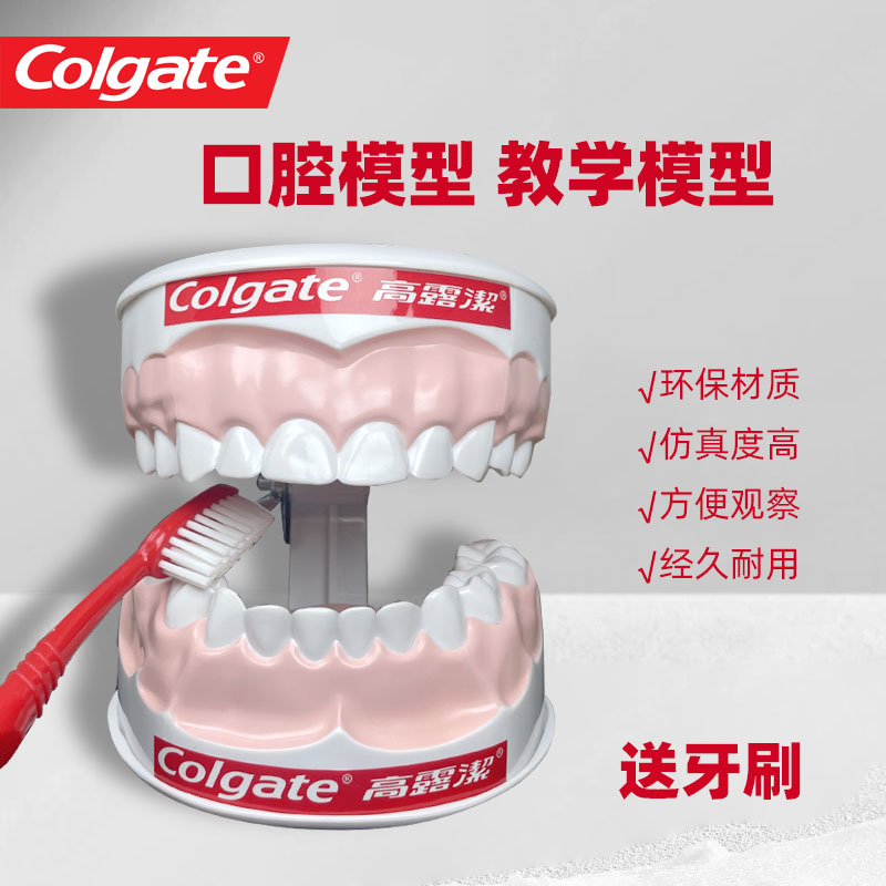 高露洁儿童牙齿模型口腔模型牙齿刷牙示教牙模型教具假牙模型