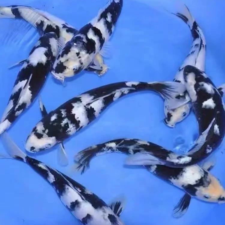 纯种日本白写锦鲤活体包活