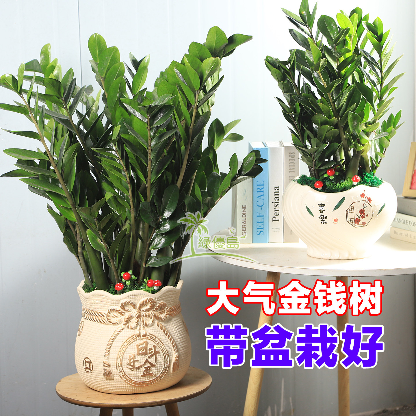 大棵发财树客厅室内盆栽带盆栽好办公室绿植物开业新居收银台桌面