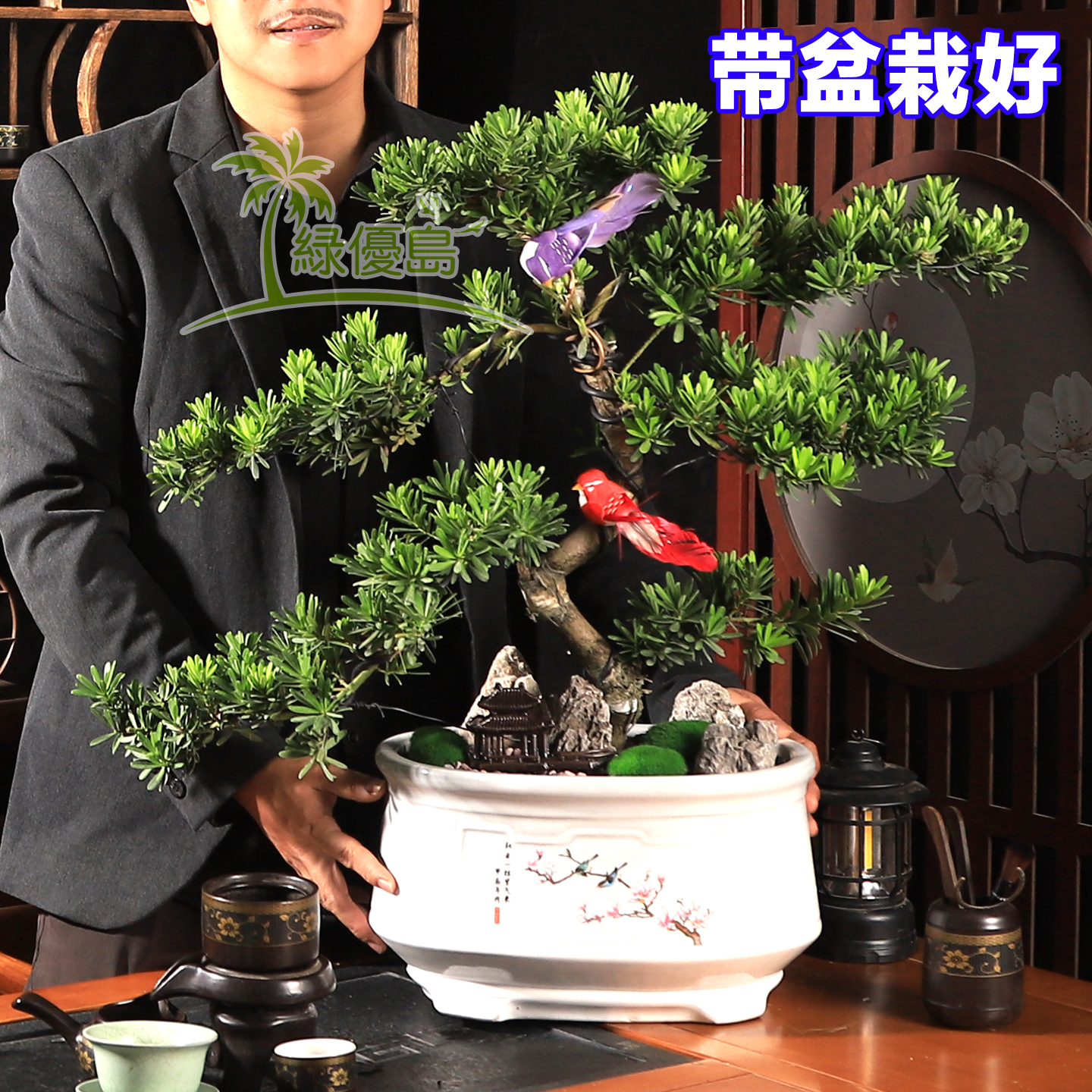 罗汉松带盆栽好绿植造型盆景