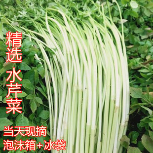 【新鲜水芹菜】去叶净菜蔬菜水芹小叶水芹菜无节水芹农家自种现摘