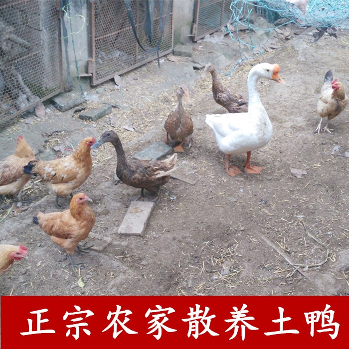 正宗农家散养三年土鸭老鸭子 麻鸭肉/鸭肉制品