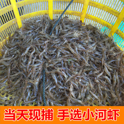 淡水河虾鲜活冷冻新鲜龙虎魟鱼龟鳖饲料钓鱼饵料不含冰