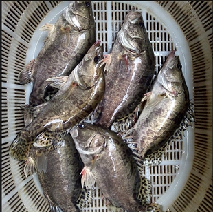 【鲜活现杀】新鲜鳜鱼苏北鳜鱼新鲜计划鱼鳌花鱼淡水鱼季花鱼