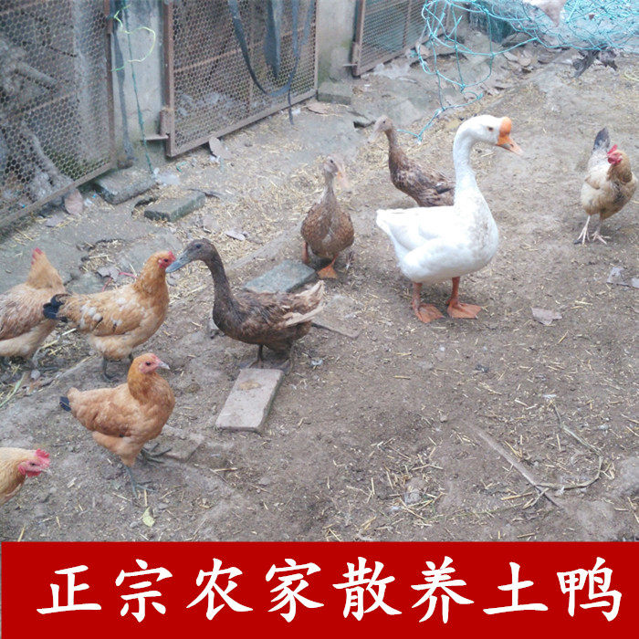 苏北农家正宗散养3年老鸭土鸭草鸭子老鸭子老母鸭现杀新鲜