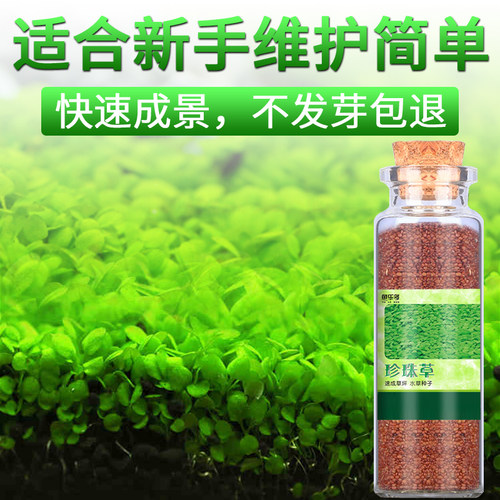 鱼缸水草种子牛毛草活体真草植物鱼缸造景装饰懒人净化水质的种籽 - 封面
