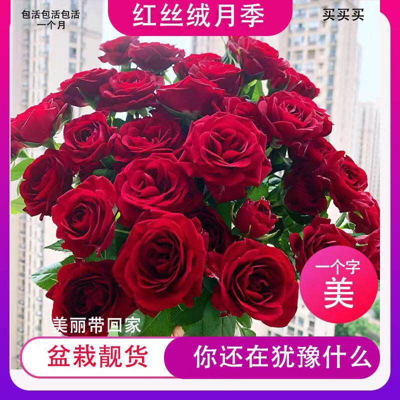 大盆花苗带花带花苞四季花开室内外好养活的绿植物月季苗花卉大全图片