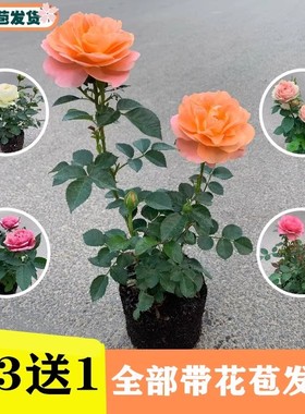 大花玫瑰花苗带花苞花卉绿植物盆栽月季蔷薇室内庭院阳台四季观花