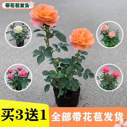 大花玫瑰花苗带花苞花卉绿植物盆栽月季蔷薇室内庭院阳台四季观花