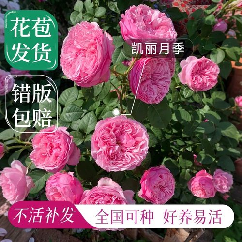 玫瑰花苗带花苞花卉观花绿植物室内阳台盆栽大花月季蔷薇四季花开