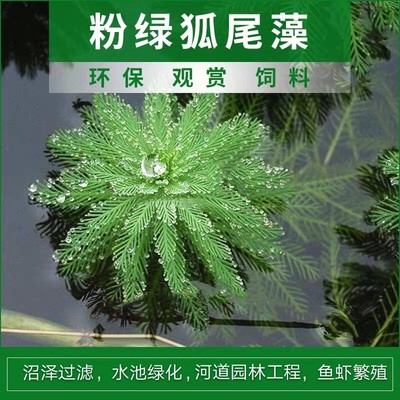 沼泽过滤水草狐尾藻挺水植物绿羽毛草水松河涌污水治理美化环境