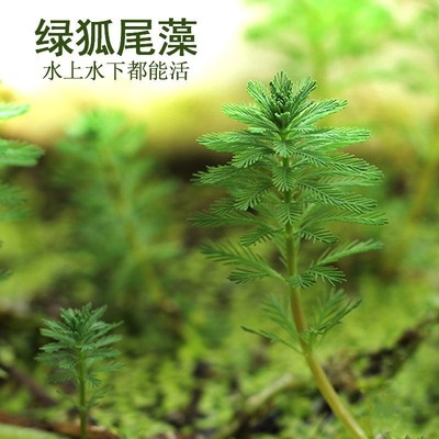 沼泽过滤水草狐尾藻挺水植物绿羽毛草水松河涌污水治理美化环境