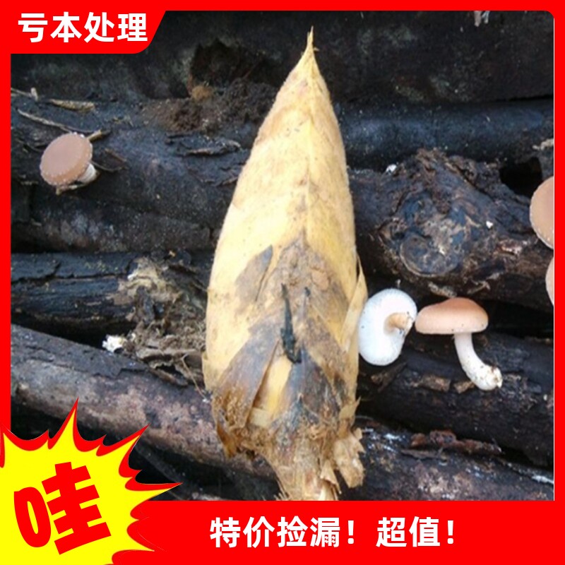 黄泥冬笋新鲜笋冬笋野生新鲜竹笋新鲜冬笋现挖野生农家足5斤包邮