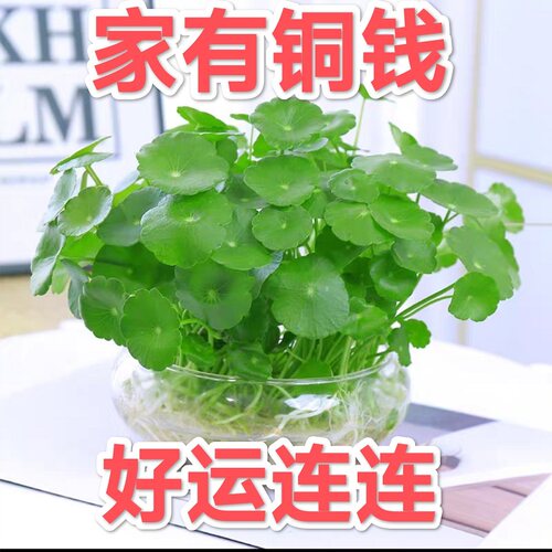 带叶家有铜钱好运连连好养耐活