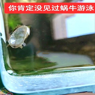 清洁鱼缸螺吃鱼龟虾粪便除藻净化绿藻冷水淡水大螺宠物观赏仰泳螺