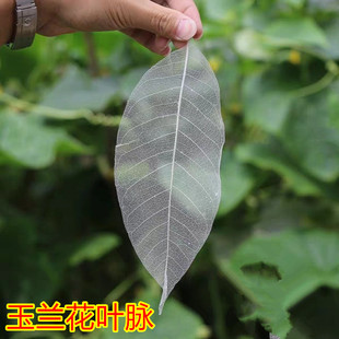 漆画漆器 大漆拓印 玉兰叶脉书签干花材料叶脉花制作材料