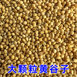精选大颗粒黄谷子带壳小米虎皮牡丹玄凤文鸟鸟食鸟粮鸟饲料鸟粮食