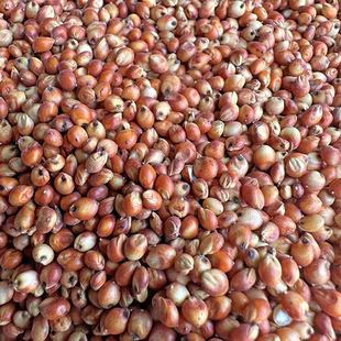 新红高粱高粱带皮高粱米颗粒饱满酿酒喂鸽子鸽粮去壳高粱鸽粮高粱