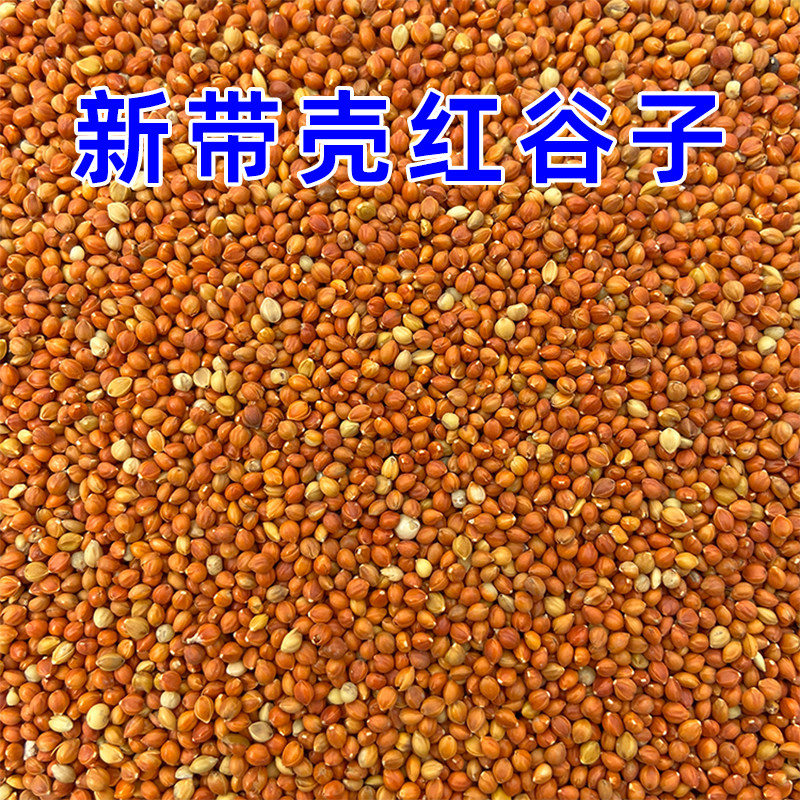 优质带壳红谷子 增亮毛色大颗粒饱满鸟食鸟粮虎皮鹦鹉珍珠鸟粮食